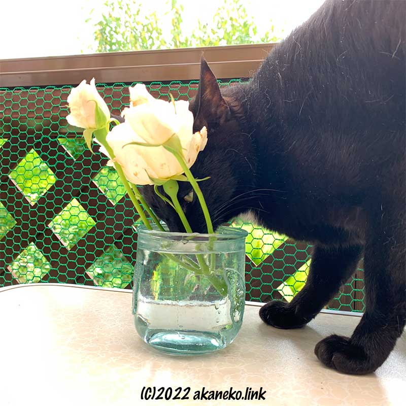 バラを生けた水を飲む猫