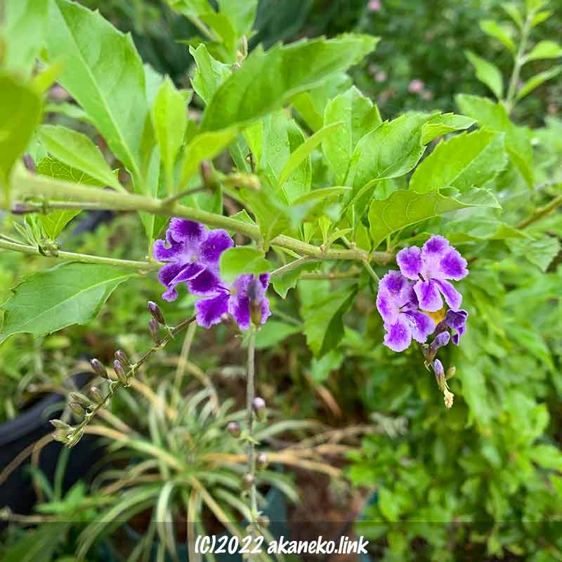 デュランタ（タカラヅカ）の紫色の花