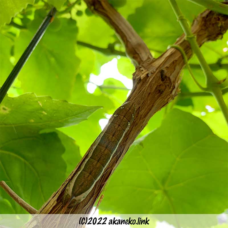 葡萄の枝を這う茶色い芋虫（コスズメ）