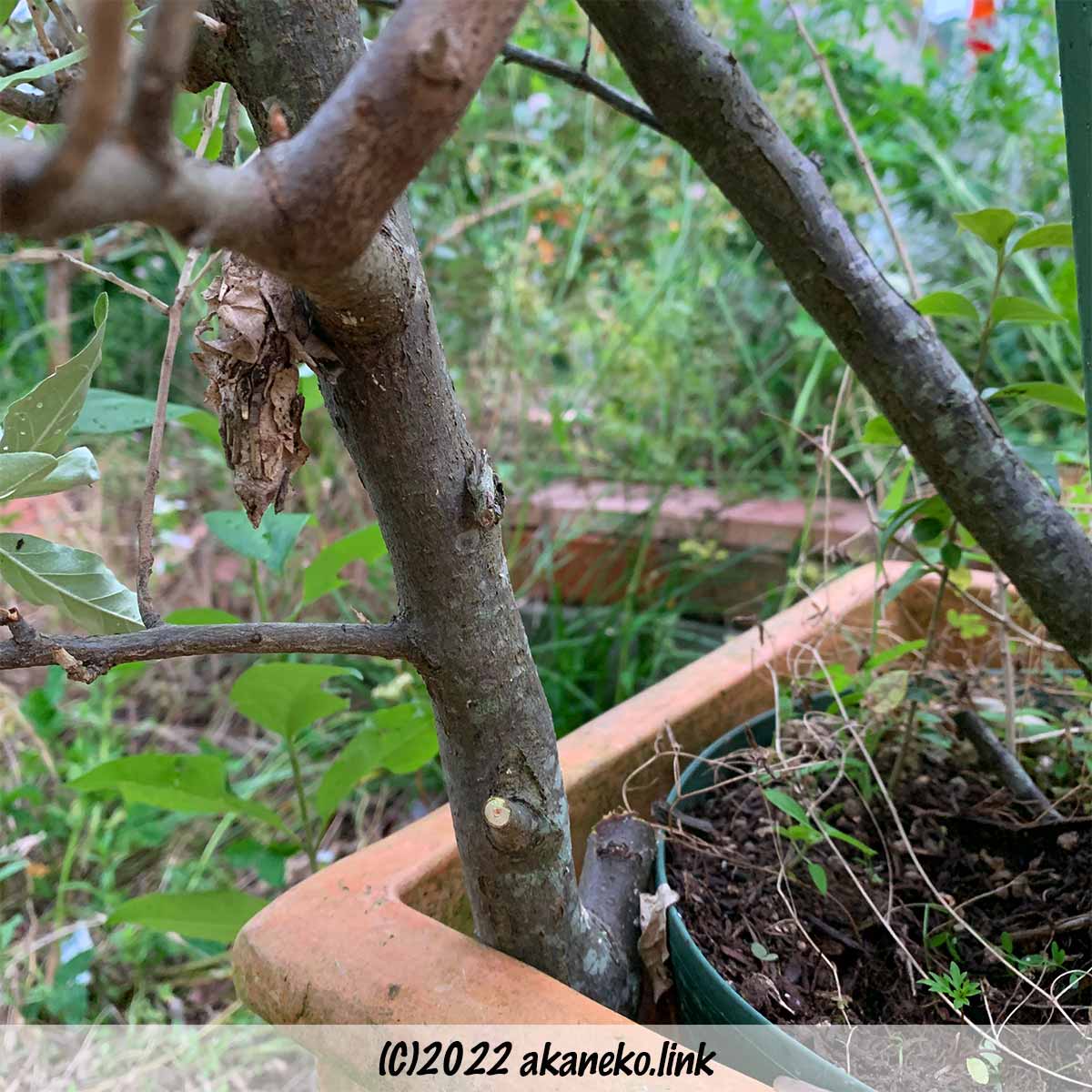 オオミノガ付きの枝を鉢植えに挿す