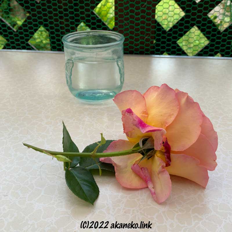 花瓶から抜かれたバラの花