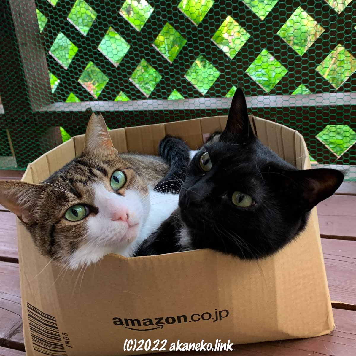 アマゾンの箱の中に２匹の猫