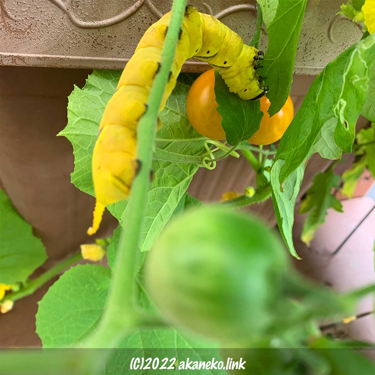 ミニトマトの葉を食べる黄色い大きな芋虫（クロメンガタスズメ幼虫）
