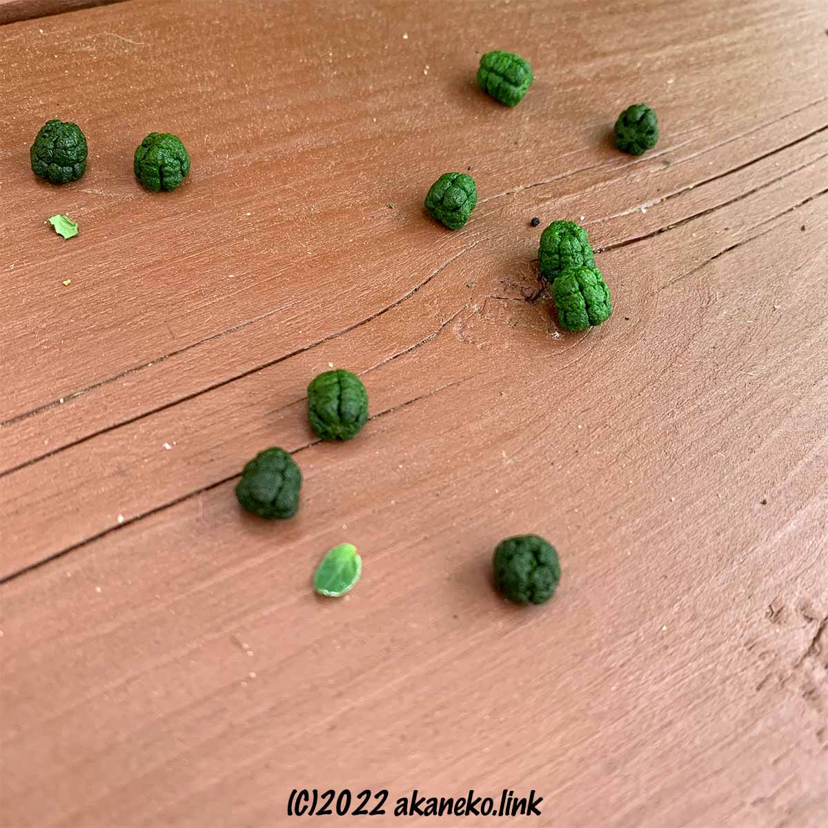 緑鮮やかな芋虫（クロメンガタスズメ幼虫）のフン