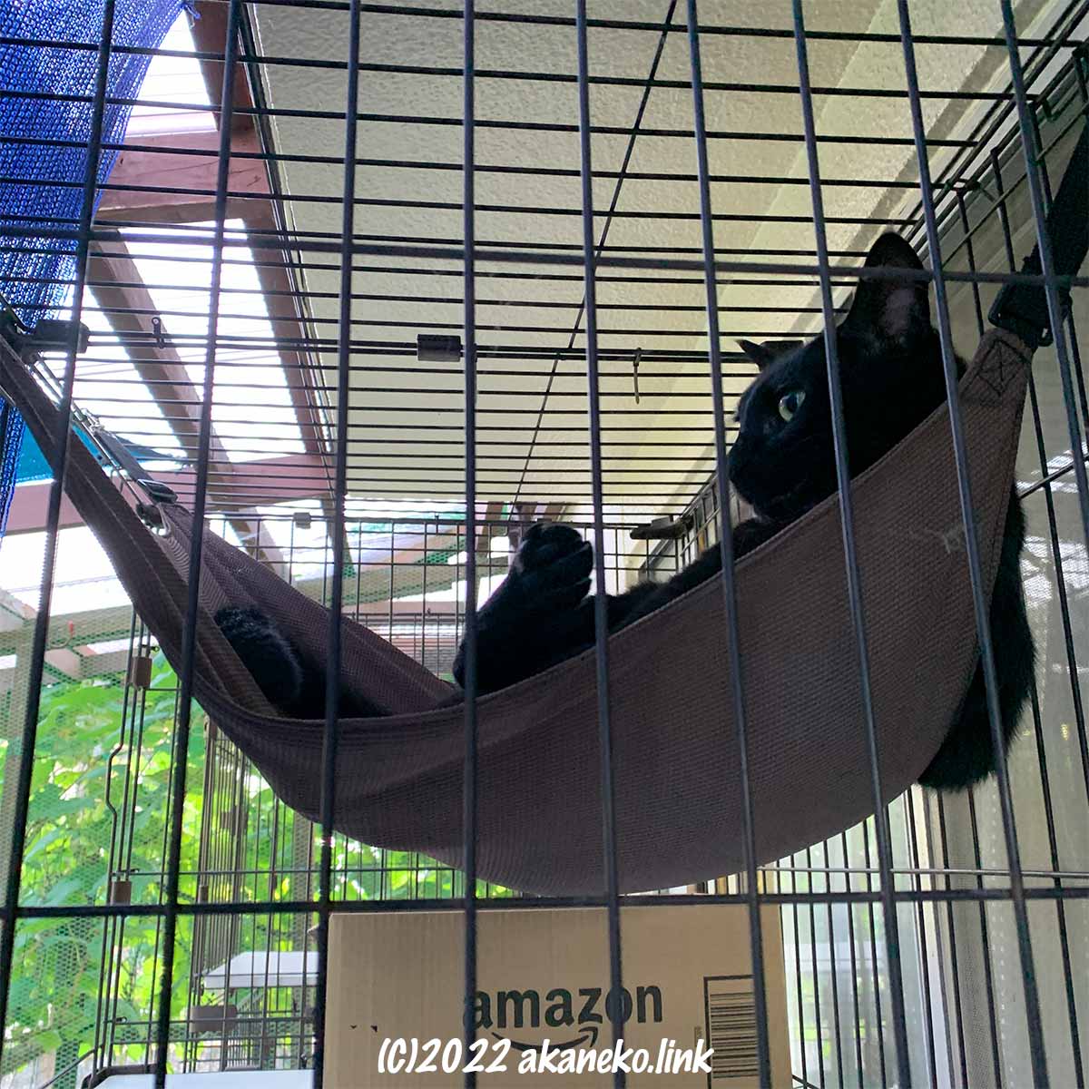 ダイソーのハンモックの寝心地を堪能する黒猫
