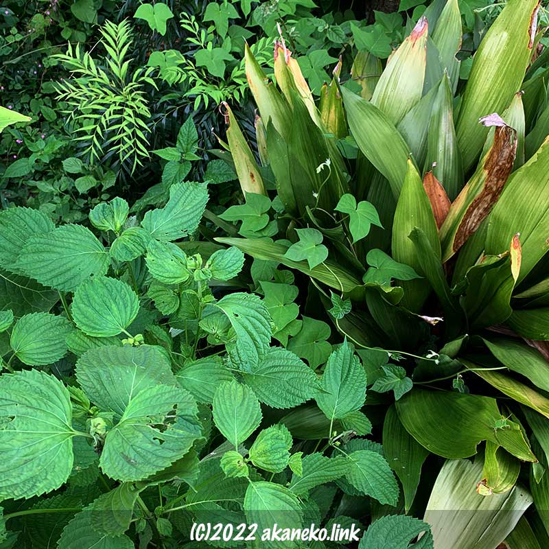 青紫蘇と葉蘭とマコニアコンフューサと朝顔が混在する庭