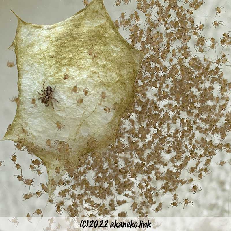 コガネグモの孵化　卵嚢に別種の蜘蛛がいる