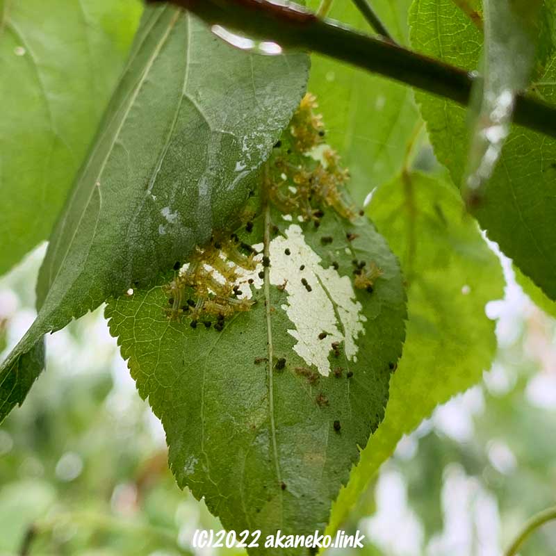 梅の葉を集団で食べるヒロヘリアオイラガの若齢幼虫