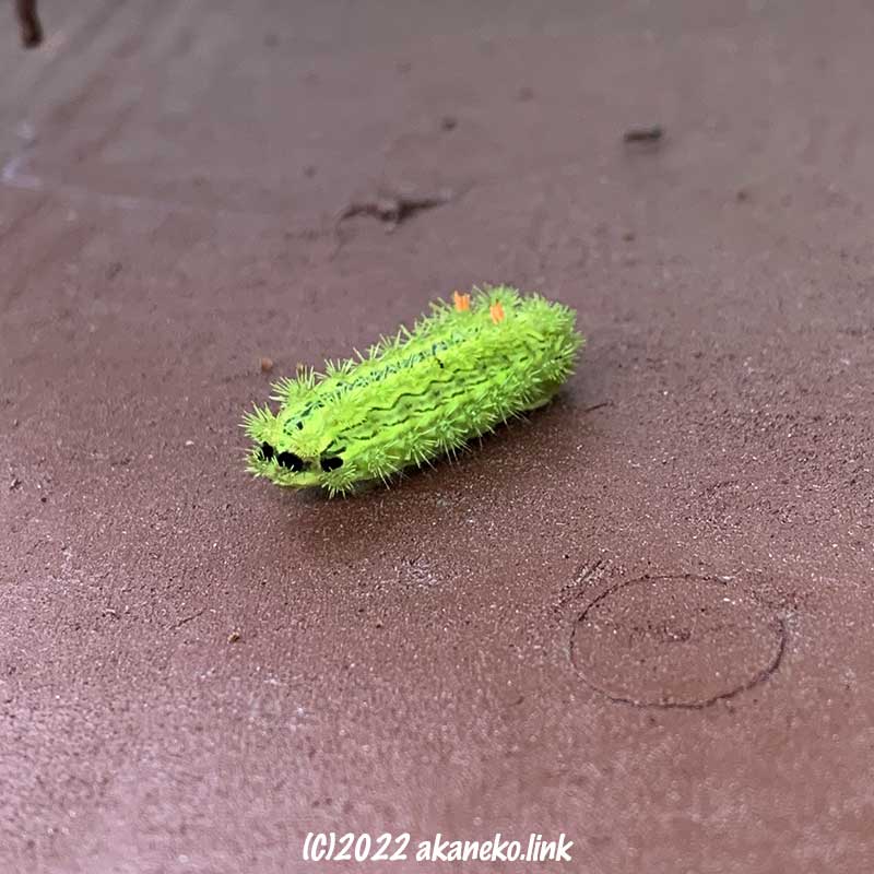 ウッドデッキ床の黄緑色の毛虫（ヒロヘリアオイラガ幼虫）