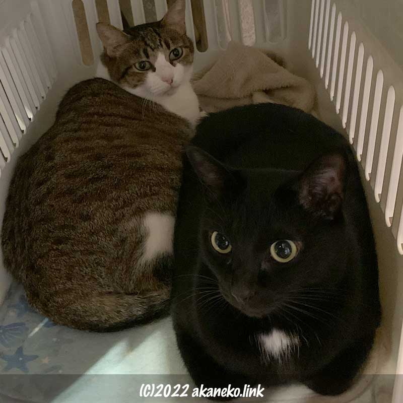 非難用のケージに逃げ込んだ２匹の猫