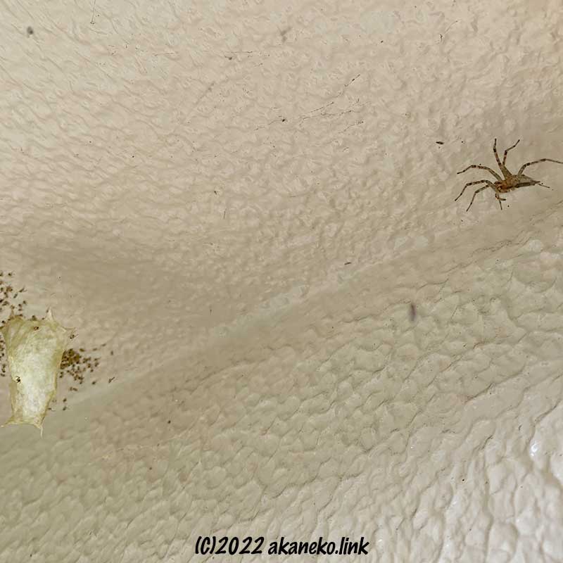 コガネグモの子グモたちの団居（まどい）と別種の蜘蛛