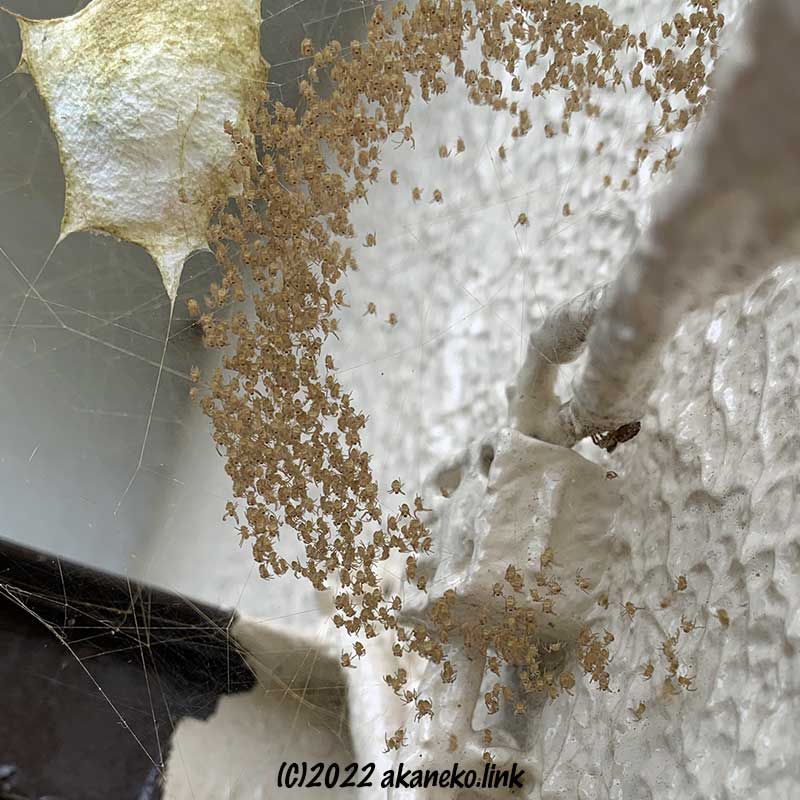 「まどい」中のコガネグモの幼生と別種の蜘蛛