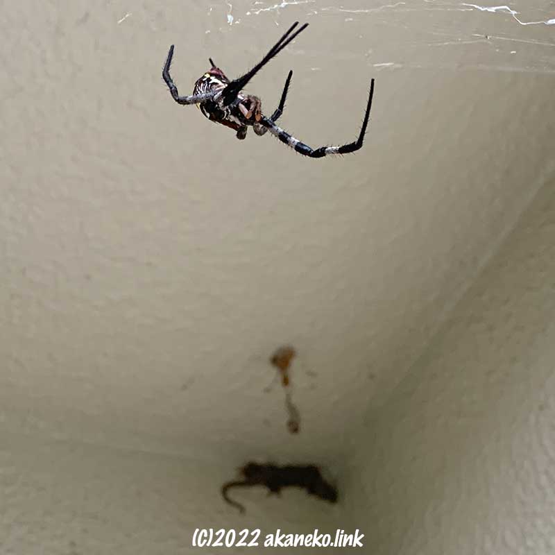 巣の上のコガネグモと壁に張り付くニホンヤモリ