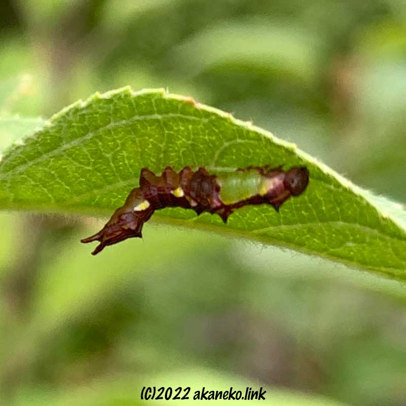 リンゴの葉裏のモンクロギンシャチホコ幼齢幼虫