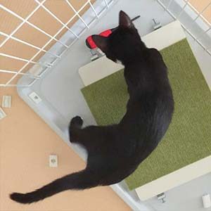 ケージ組み立てを邪魔する子猫