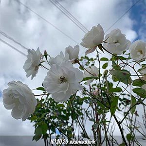 バラ（アイスバーグ）の花