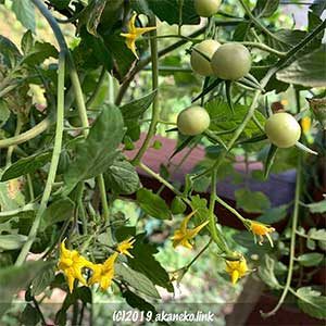 秋のミニトマトの花