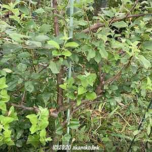 エスパリエ風のリンゴの木