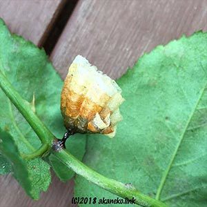 バラ枝から撤去したアシナガバチの巣