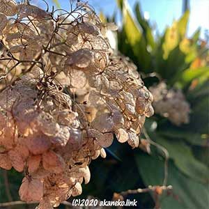 枯れた紫陽花（アナベル）