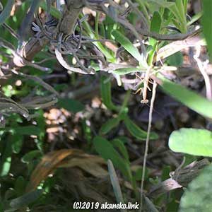 オオカマキリの赤ちゃん