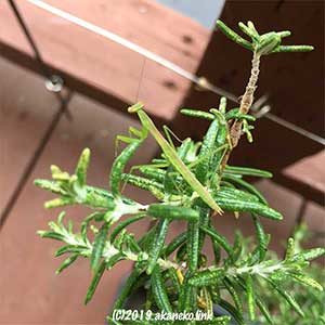 ローズマリーの葉上のカマキリの幼虫