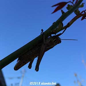 枝にしがみつくバッタのシルエット