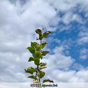 空に伸びるリンゴの枝