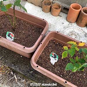 プランターにブラックベリーを植える