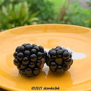 ブラックベリーの果実