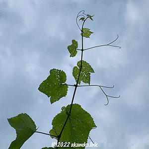 虫食いの葡萄の葉