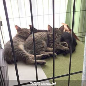 保護されたばかりの子猫