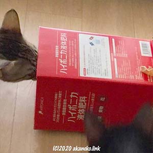 箱の中を窺う子猫