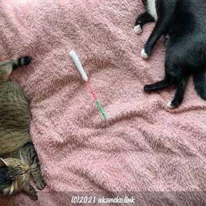 猫じゃらしをめぐる猫２匹