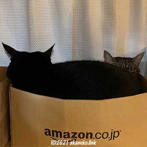 段ボールの中に猫に匹