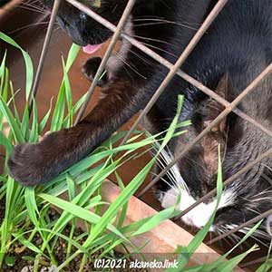 猫草を食べる猫