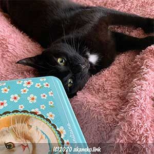 お菓子の缶と黒猫