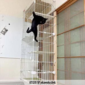 ケージをかきのぼる黒猫