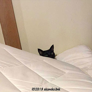 布団から覗く黒猫の顔