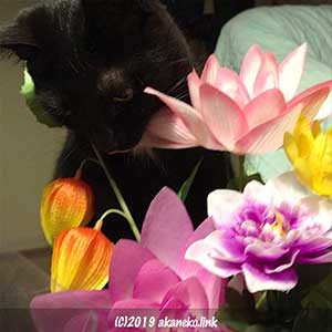 造花と黒ねこ