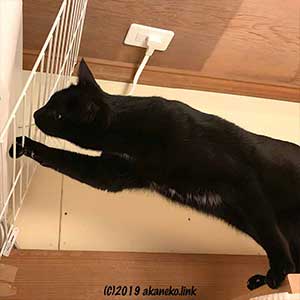 エアコンガード用フェンスを触る黒猫