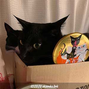 段ボールに入った黒猫