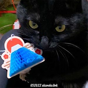御正月飾りを咥えた黒猫