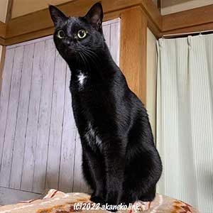 目を丸くして固まる黒猫