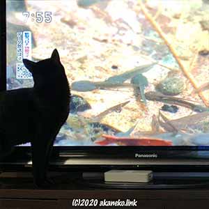 テレビ画面を見る猫のシルエット