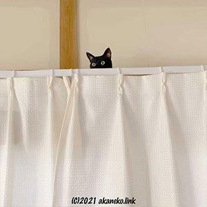カーテンから覗く黒猫