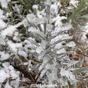雪の積もったラベンダー