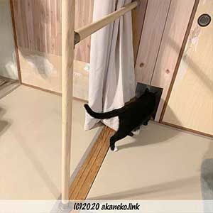 猫ドアを潜る猫