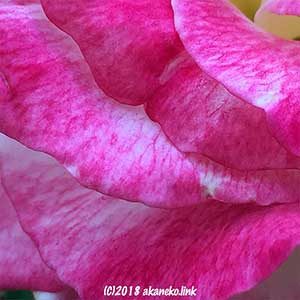 ダブルデライトの花弁