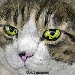 キジシロ猫の絵